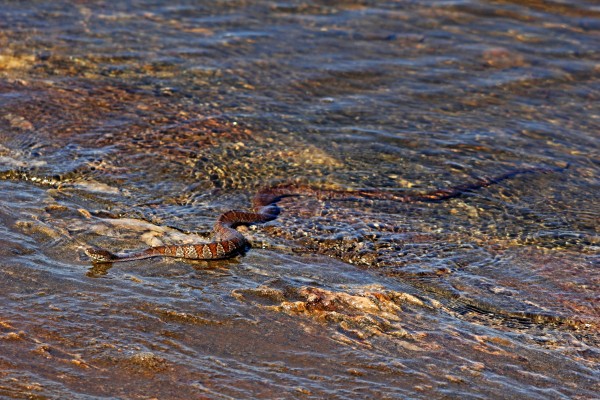 Northern Water Snake by Deb Oppermann
